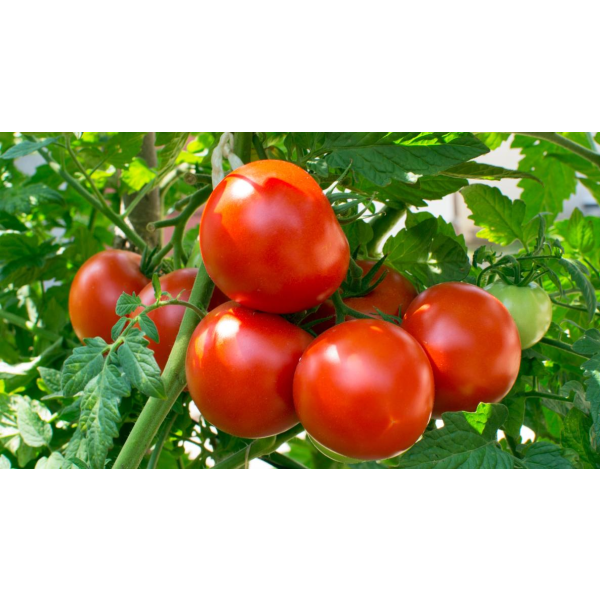 Tomato fruits